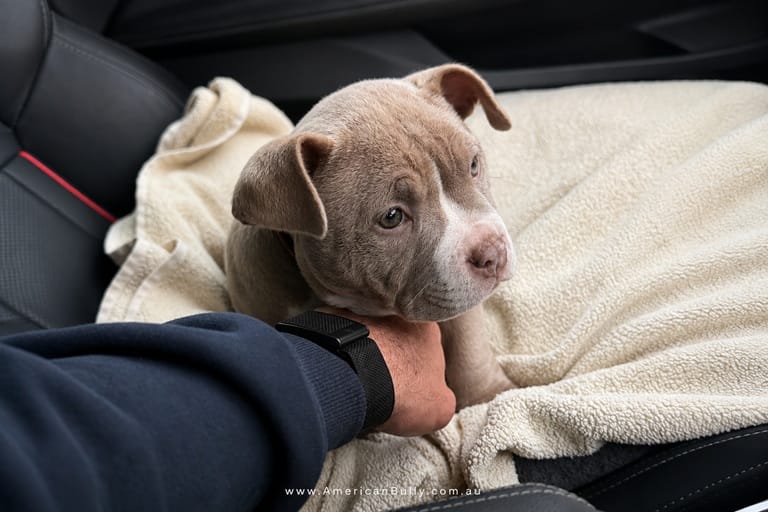 Scammers Are Targeting Breeders Too: How to Recognise and Avoid Breeder Scams