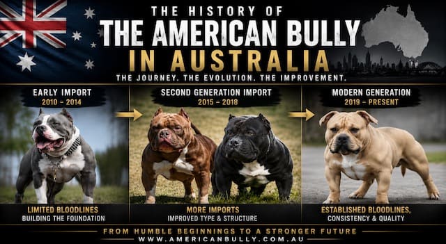 The History of the American Bully in Australia