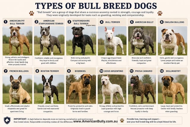 How many Bull breed type are there?