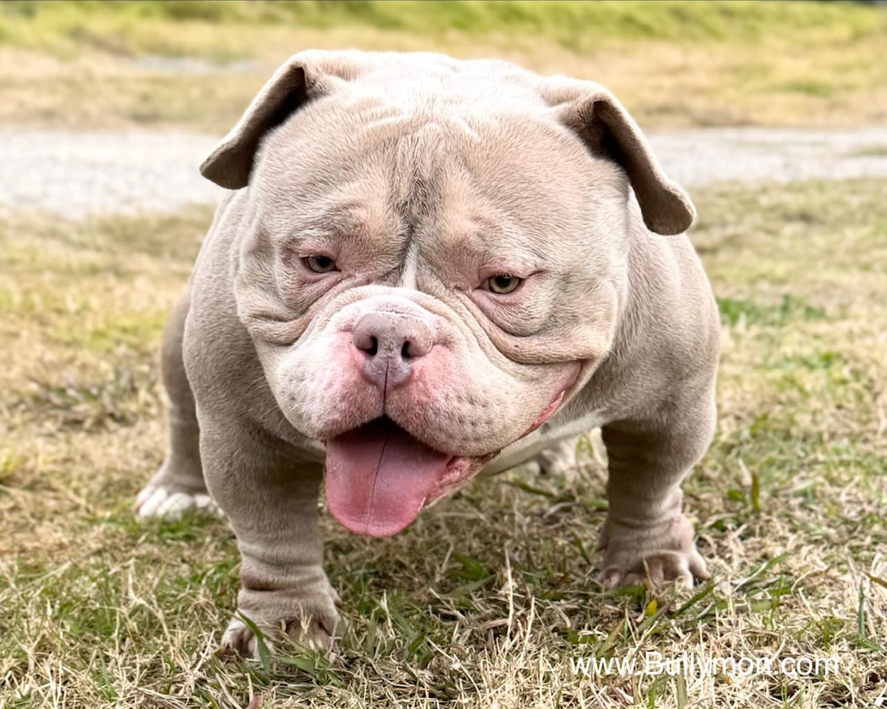 Real Dogs, Real Quality: Evaluating American Bullies in the Age of AI and Social Media