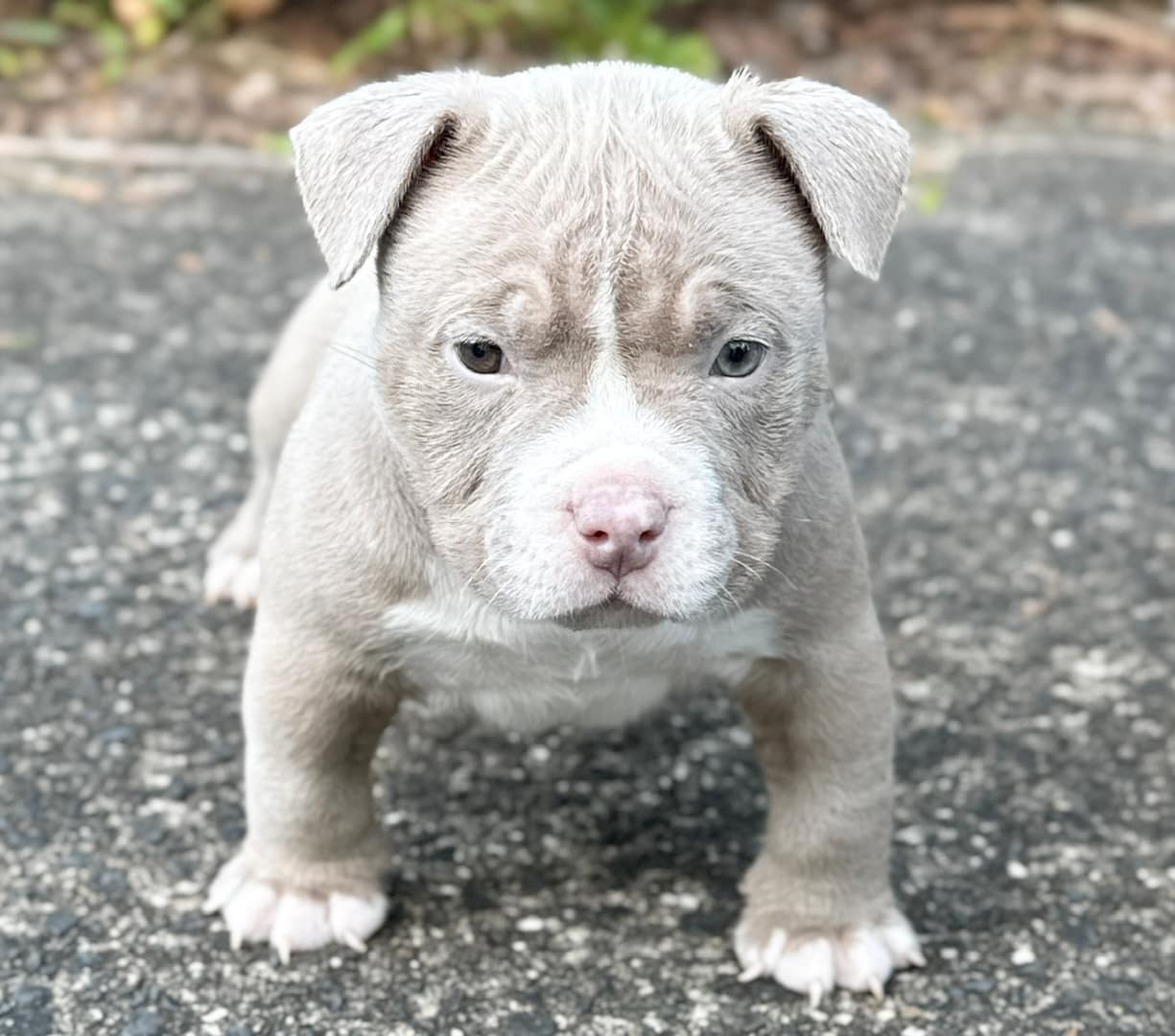 Puppy Nutrition Guide: Feeding Your Pocket Bully Puppy for Strong Growth, Structure & Health