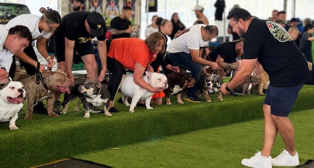 Explanation of a Stack Off the American Bully