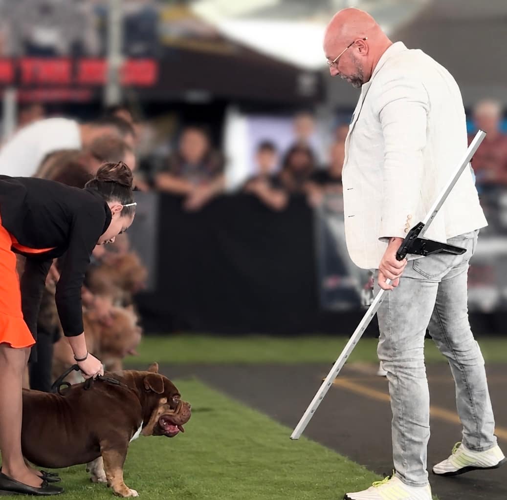 Looking Beyond Faults: Recognising Quality in the Complete Dog