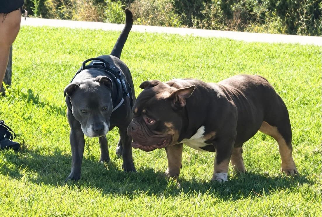 American Bully vs Staffordshire Terriers: Understanding the Difference in Structure and Athletic Ability