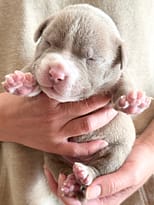 How to Evaluate an American Bully Puppy