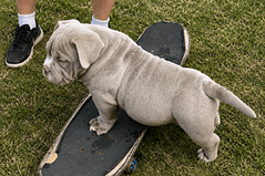 Substance vs Excess Weight: Healthy Growth in American Bully Puppies