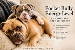 Pocket Bully Energy Levels: Understanding Their Drive, Activity Needs, and Ideal Owners