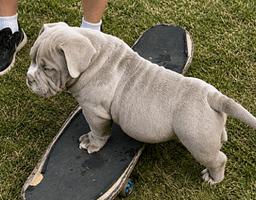 Substance vs Excess Weight: Healthy Growth in American Bully Puppies