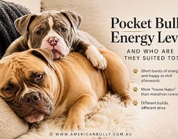 Pocket Bully Energy Levels: Understanding Their Drive, Activity Needs, and Ideal Owners