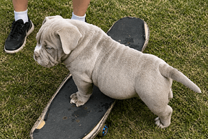 Substance vs Excess Weight: Healthy Growth in American Bully Puppies