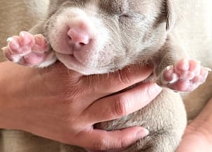 How to Evaluate an American Bully Puppy