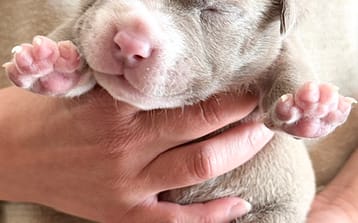 How to Evaluate an American Bully Puppy