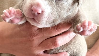 How to Evaluate an American Bully Puppy