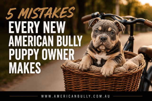 5 Common American Bully Puppy Mistakes New Owners Make (And How to Avoid Them)