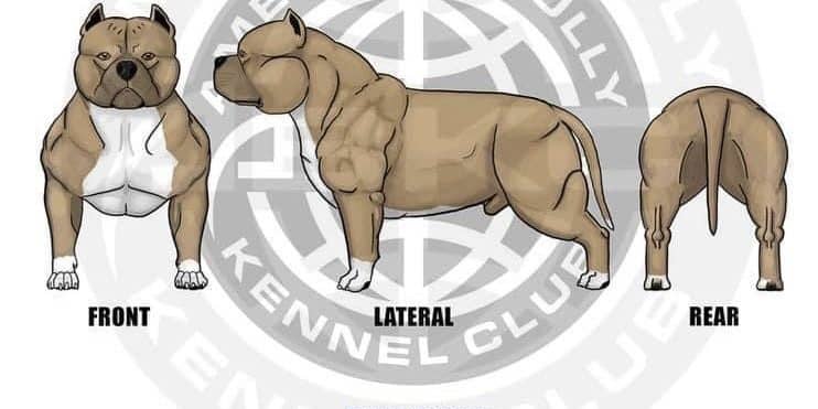 The future of the American Bully breed