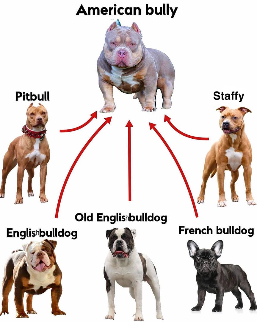 How Was the American Bully Created?