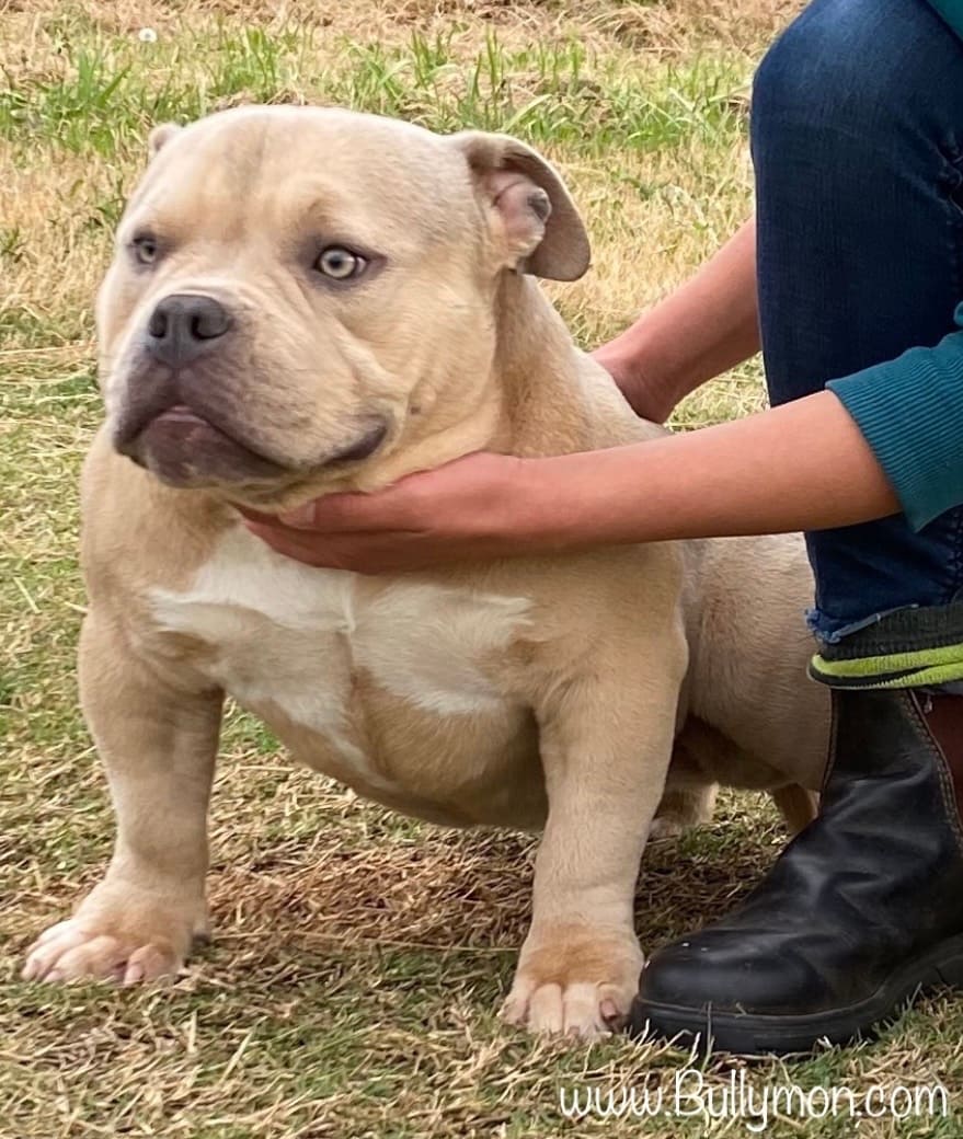 Real Dogs, Real Quality: Evaluating American Bullies in the Age of AI and Social Media