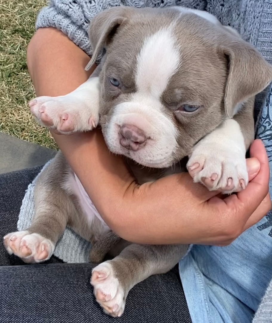Buying American Bully and Tips on How to find a good American Bully Breeder